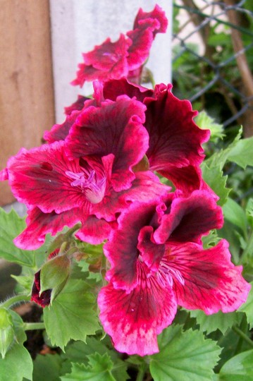 A garden flower photo (Pelargonium)