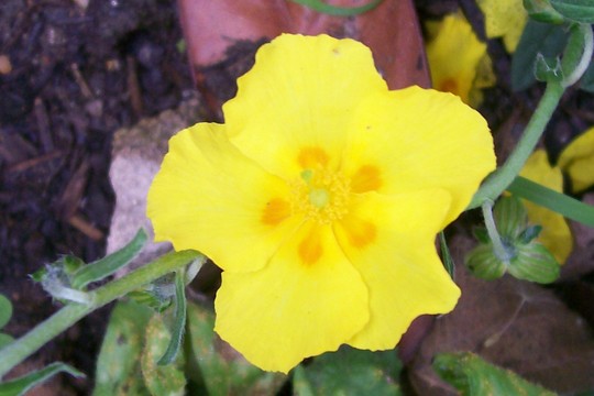 A garden flower photo (Helianthemum apenninum)