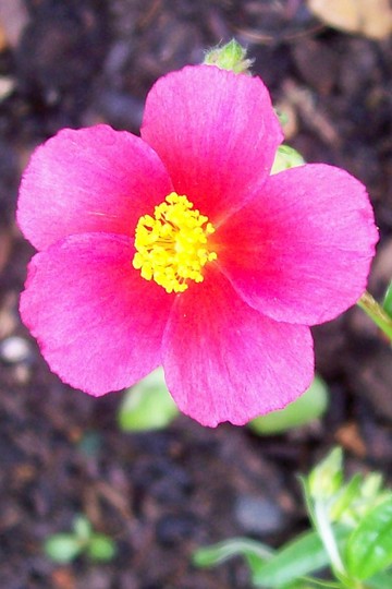 A garden flower photo (Helianthemum apenninum)