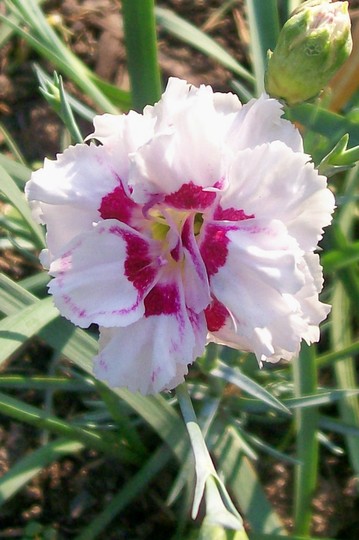 Pinks 'Grans Favourite' (Dianthus amurensis (Amur Pink))