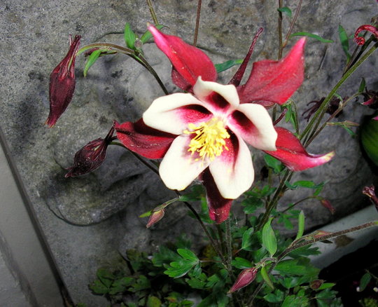 A garden flower photo