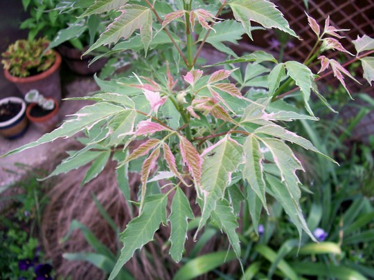 Acer Negundo (Acer negundo 'varigata')