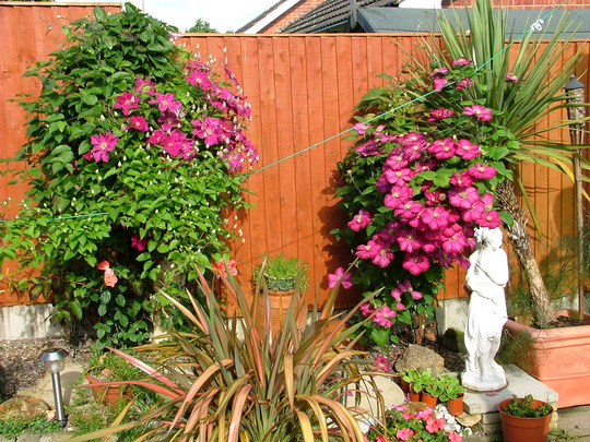 A garden flower photo