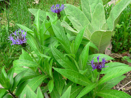 Mountain Bluet, Mountain Cornflower (Centaurea montana (Berg Centaurie))