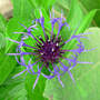 Mountain_bluet_close_5-15-08_exc_sm