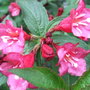 Weigela__bristol_ruby_