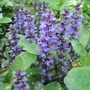 Ajugas_2