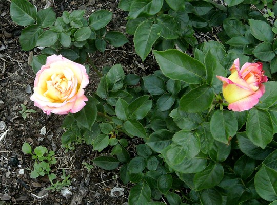 Rose in my garden. (Rosa)