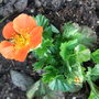 Geum__tangerine_