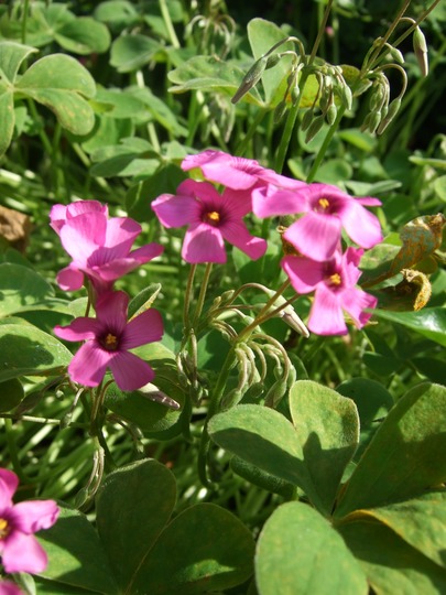 Oxalis (Oxalis)