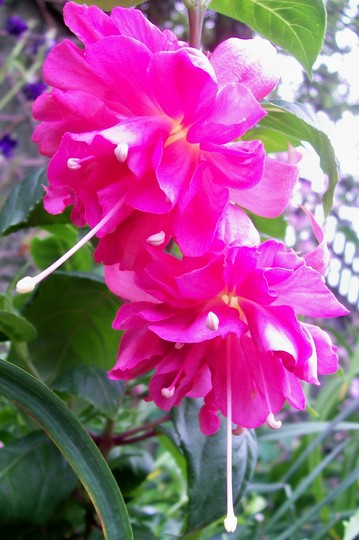 16_5_10.jpg (Fuchsia)