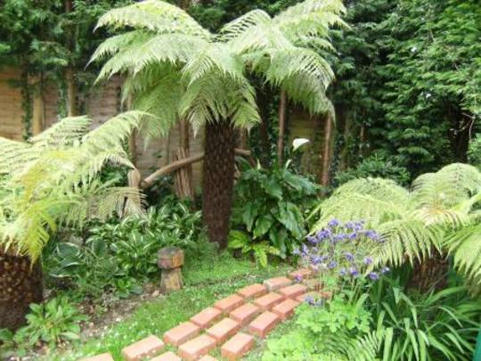 new path tree ferns