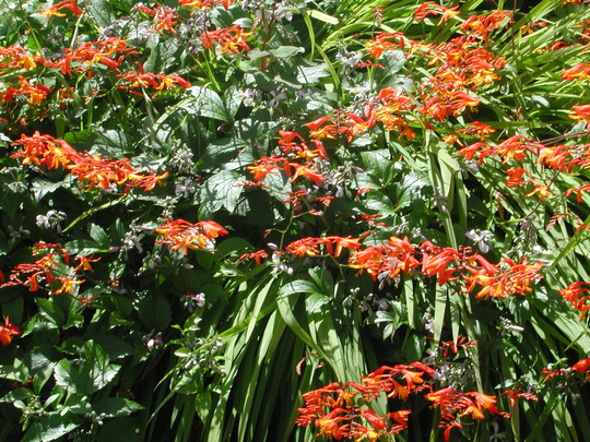 Crocosmia (Crocosmia x crocosmiiflora)