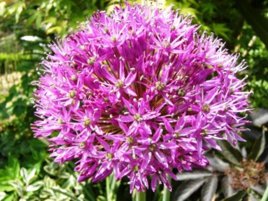 Allium