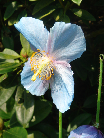 Meconopsis grandis (Blue Poppy) - May 2008 (Meconopsis grandis)