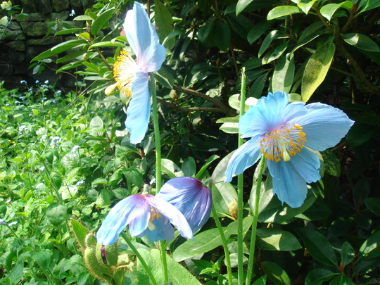 Meconopsis grandis Blue Poppy  (Meconopsis grandis)