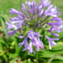 Agapanthus