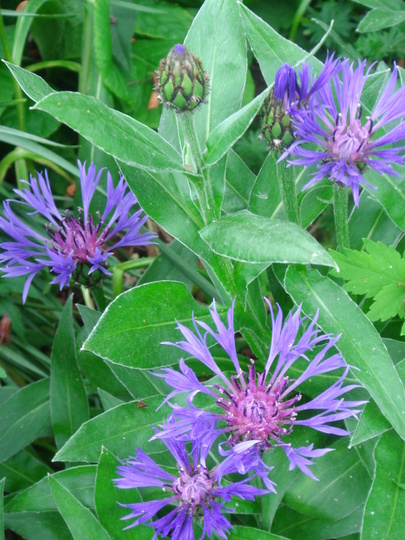 Centaurea montana (Perennial Cornflower) - May 2008 (Centaurea montana)