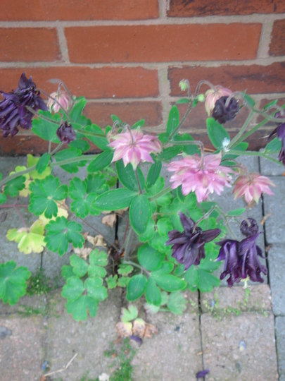 Fortunate Aquilegia - May 2008 (Aquilegia)