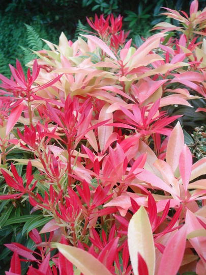 Pieris formosa var. forrestii - May 2008 (Pieris formosa var. forrestii)