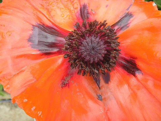 Poppy