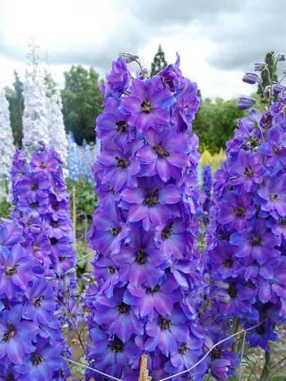 Delphinium 'after midnight' (Delphinium elatum)