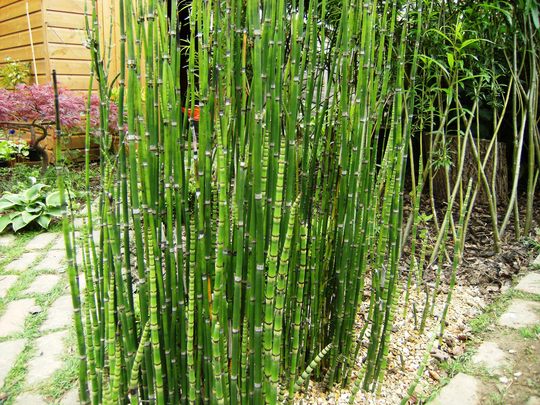 Equisetum (Equisetum)