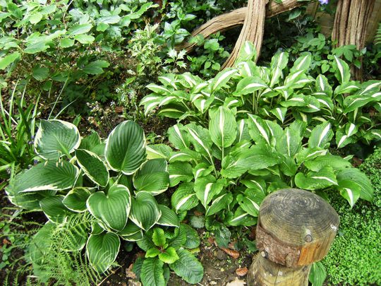 Hostas (Plantain lily)
