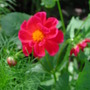 Dahlia