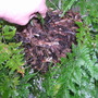 Rabbits_foot_fern_004