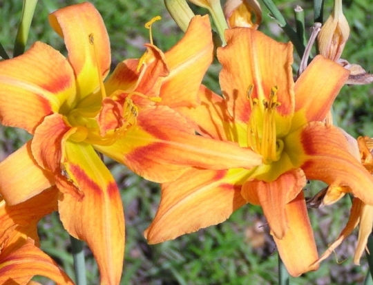 day lillies