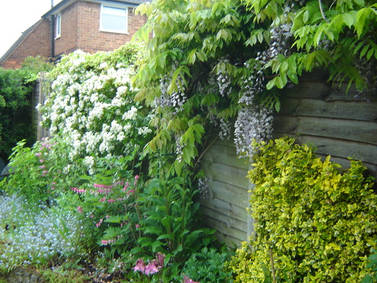 My garden