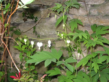 Dicentra spectabilis alba