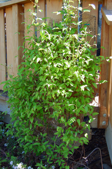Clematis Josephine (Clematis Josephine)