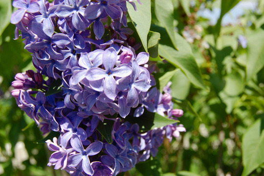Lilac (Syringa vulgaris)