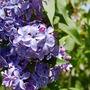 17_may_08_011_600