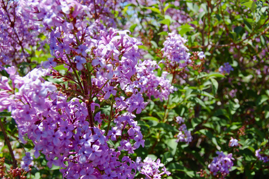 Lilac