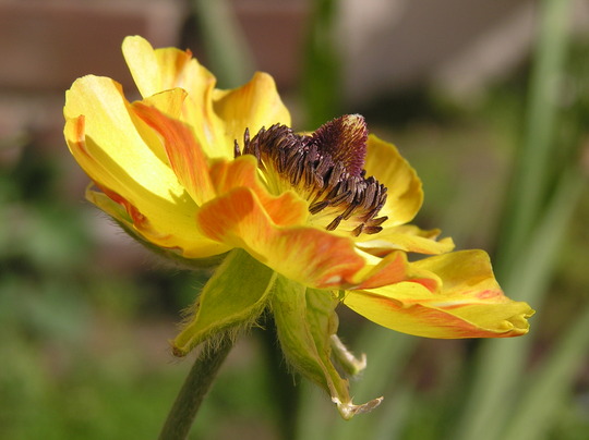 Anemone-Yellow and orange