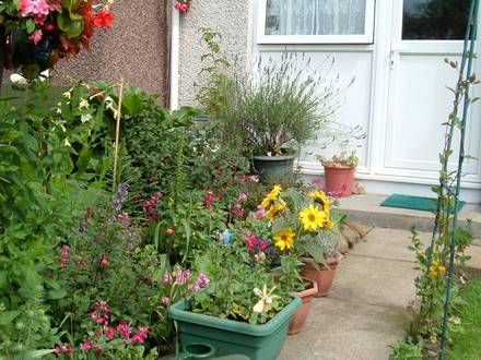 A garden flower photo