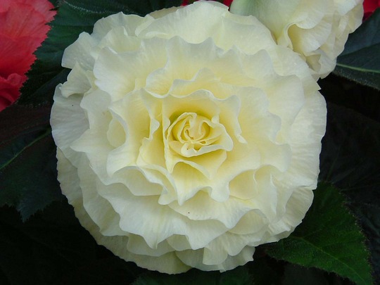 Begonia Whispers