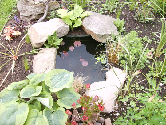 New Pond Residents (Hosta sieboldii 'Wide Brim')