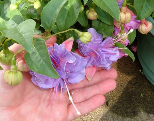 fucshia 