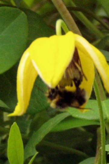 Bee on Flower (Clematis orient)