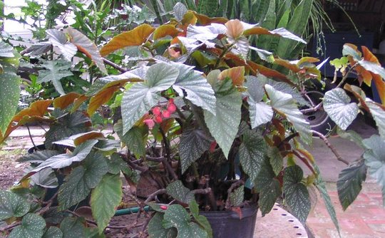Begonia