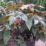 Begonia