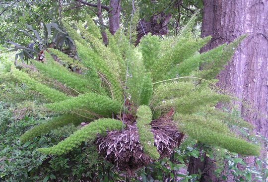 Foxtail Fern