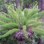Foxtail_fern