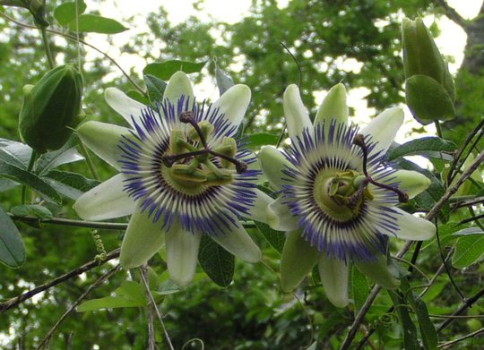 Passion Flower