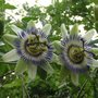 Passion_flower