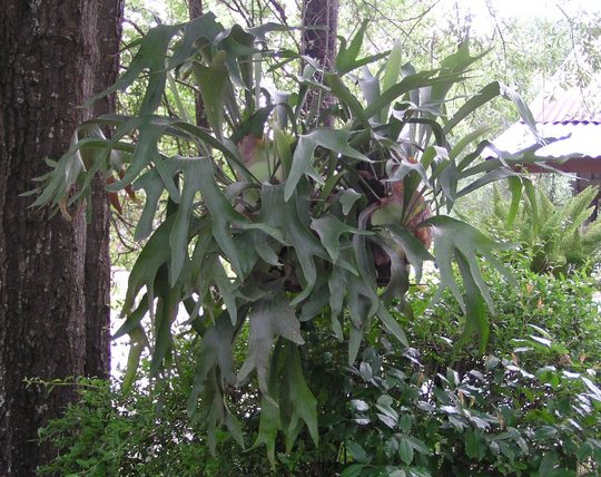 Staghorn Fern